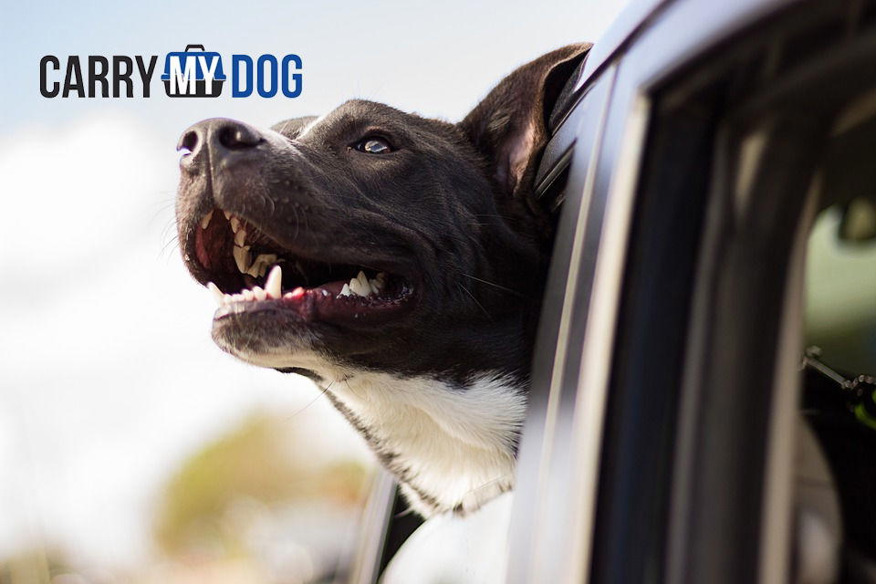 Heavy Duty Dog Crates made in USA